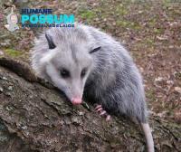 Humane Possum Removal Adelaide image 7
